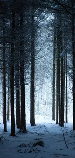 Serene snowy winter forest with tall trees.