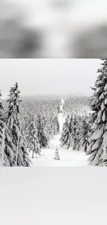 Tranquil snowy trees in a winter forest landscape.