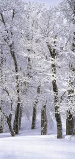 Snow-covered forest trees in winter landscape.