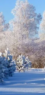 Snowy trees and landscape under a blue sky.