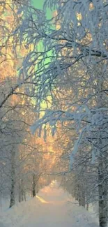 Snowy winter path with frosted trees and a clear sky.