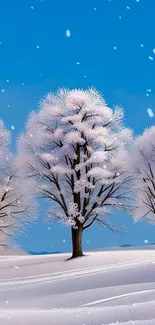 Snow-covered trees with a blue sky backdrop.