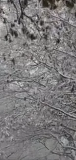 Snow covered tree branches, capturing winter's serene beauty.