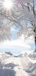 Snowy landscape with trees and sunlit path in winter.