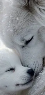 Snowy wolf and pup cuddling peacefully.