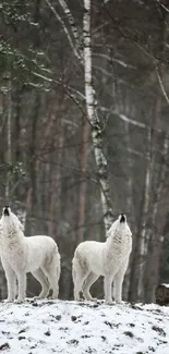 Five white wolves standing on snowy hill in forest.