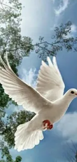 A dove soaring through a clear blue sky.