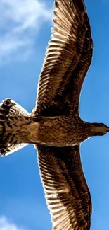 Seagull soaring gracefully in a clear blue sky.