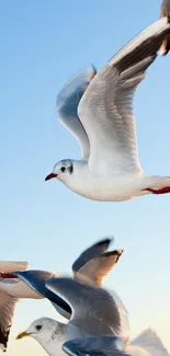 Seagulls soaring in a clear blue sky.