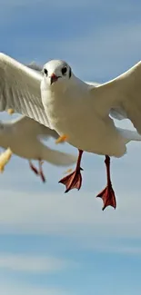 Seagulls flying against a clear blue sky.