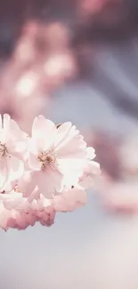 Soft pink sakura blossoms on a gentle blurred background.