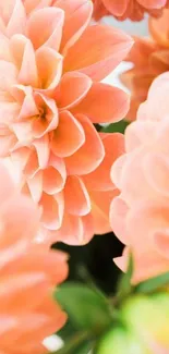 Soft peach floral wallpaper for mobile screens.