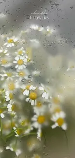 Soft focus daisies with raindrops on a gray background.