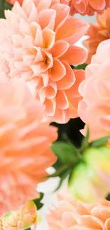 Close-up of peach dahlia flowers with soft petals and vibrant green foliage.