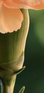 Close-up of a soft peach flower with a green blurred background.