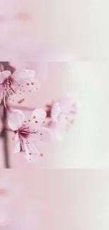 Pink cherry blossoms on a soft background.