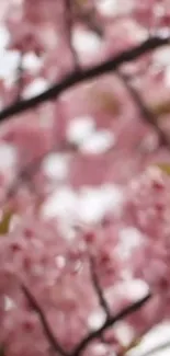 Blurry pink cherry blossoms on branches, creating a soft, serene visual.