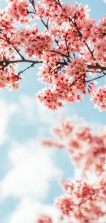 Cherry blossoms with blue sky background in mobile wallpaper.