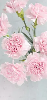 Delicate pink carnations on soft background.