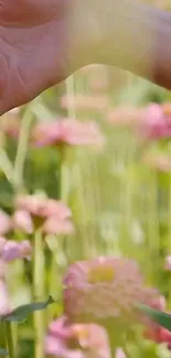 Hand touching gentle pink flowers in a peaceful garden landscape.