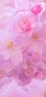 Soft pink cherry blossoms wallpaper.