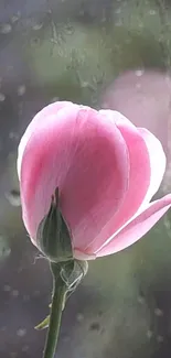 Delicate pink flower with raindrops on window.