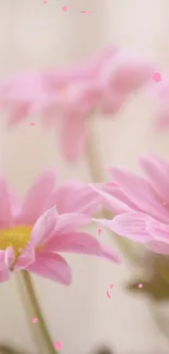 Soft pink daisies with blurred petals in a minimalist style.