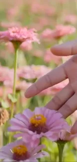 Hand touching a vibrant pink flower in a garden setting.