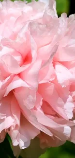 Soft pink peony blossom mobile wallpaper with delicate petals.