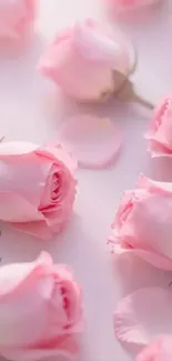 Soft pink roses with petals on light background.
