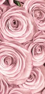 Soft pink rose petals mobile wallpaper, elegant floral design.