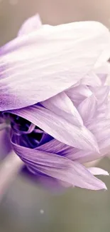 Soft purple flower in artistic focus wallpaper.