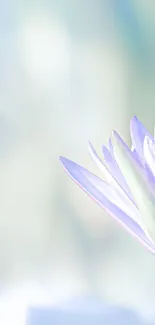 Soft focus purple flower with a pastel background.