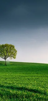 Wallpaper of a solitary tree in a lush green field under a dramatic sky.