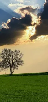 Lone tree under dramatic clouds in a green field wallpaper.