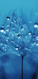 Close-up of dandelion seeds with water droplets on a soothing blue background.