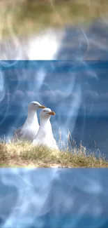 Two seagulls perched on a grassy cliff with a misty blue sky background.