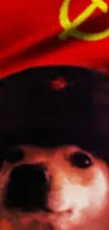 Dog in Soviet military hat on red background wallpaper.