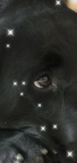 Black Labrador with sparkling stars on fur background.