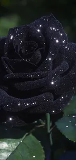 Sparkling black rose with dark leaves.