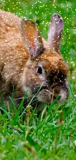 Bunny surrounded by sparkles on green grass