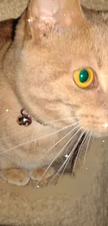 Close-up of a tan cat with yellow eyes and a sparkling background.