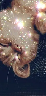 A sleeping cat with sparkling stars on a dark textured background.