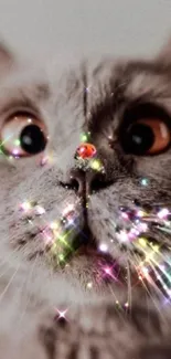 Adorable cat face with sparkling lights.