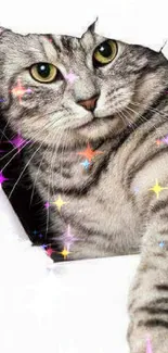 Whimsical cat with sparkling stars on a white background.