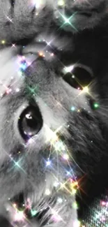 Close-up of a cat with colorful sparkles on black and white background.