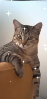 Tabby cat sitting on chair with sparkles.