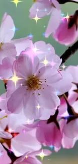 Pink cherry blossoms with sparkling stars on a branch.