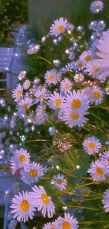 Charming daisy garden with sparkling lights in a serene setting.