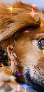 Dog wallpaper with colorful sparkling stars and close-up detail.